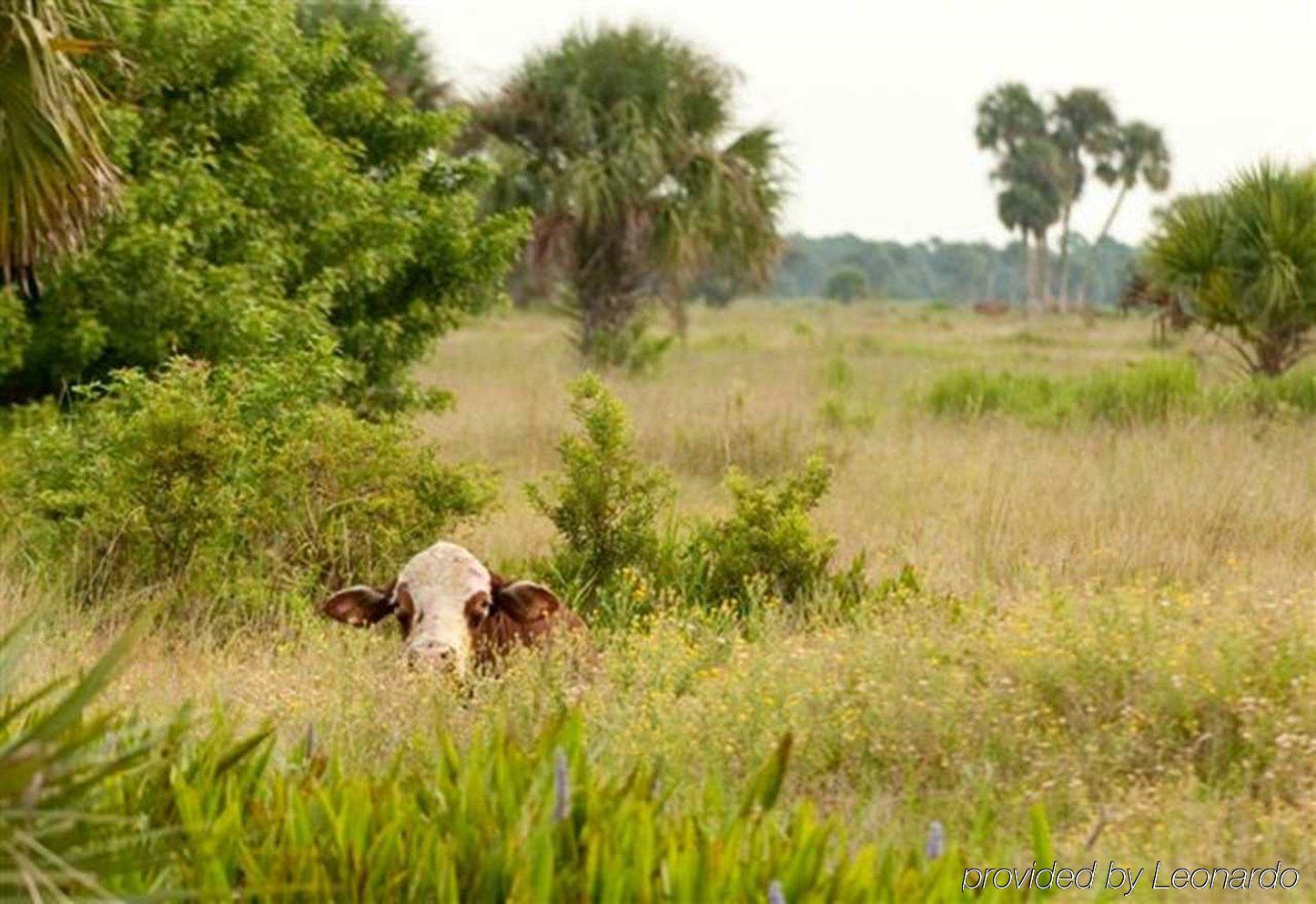Hampton Inn Okeechobee - Lake Окичоби Экстерьер фото